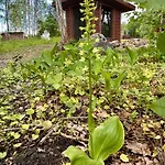 Lepikumaee With Sauna And Hot Tub For Up To 18 Persons