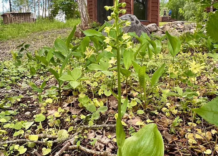 Lepikumaee With Sauna And Hot Tub For Up To 18 Persons